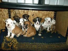 Miniature bulldog puppies $1800.00, akc english bulldog father, achc miniature bulldog mother. American Bulldog English Bulldog Puppies For Sale In Spokane Washington Classified Americanlisted Com