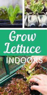 Growing Lettuce Indoors For Fresh Greens In The Winter Or All Year Long Growing Lettuce Growing Lettuce Indoors Indoor Vegetable Gardening