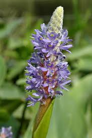 Image result for Pontederiaceae