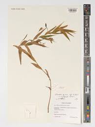 Image result for Littonia