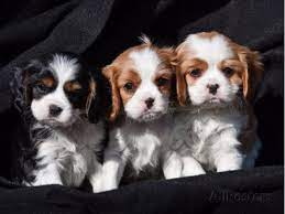 Blenheim Tricolour And Ruby Cavalier Puppies For Sale King Charles Cavalier Spaniel Puppy Cavalier King Charles Dog Cavalier King Charles Spaniel