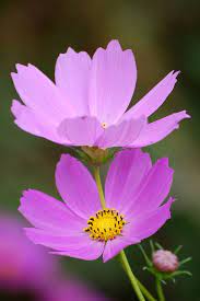 Pin On Gardening
