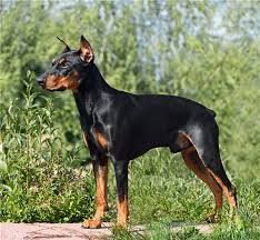 Alman Pinscher Gp Kopek Cins Profili Evcil Hayvanlariniz Icin Mutlu Bir Ev Nasil Yapilir