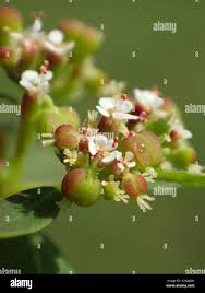 Image result for Euphorbia hypericifolia