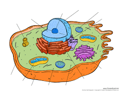 Cells come from preexisting cells. Printable Animal Cell Diagram Labeled Unlabeled And Blank