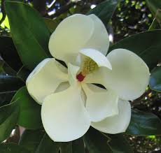 Magnolia Trees White Magnolia Tree Magnolia Trees Magnolia Flower