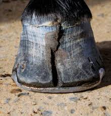 Pin On Equine Veterinary Pathology