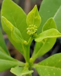 Image result for Euphorbia transvaalensis