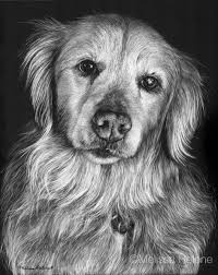 Check out our funny pet portrait selection for the very best in unique or custom, handmade pieces from our pet portraits shops. Sophie Melissa Helene 8x10 Scratchboard Pet Portrait Www Melissahelene Com Scratchboard Floral Prints Art Scratchboard Artists