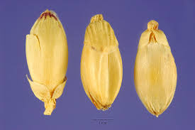 Image result for Urochloa