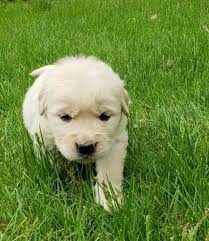 Browse thru our id verified puppy for sale listings to find your perfect puppy in your area. Golden Retriever Puppy Dog For Sale In Milford Michigan
