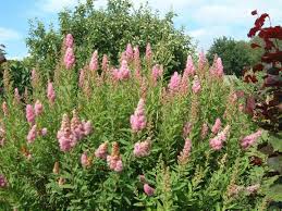 Image result for Spiraea billardii