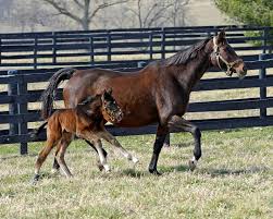 Breeding Older Mares The Horse