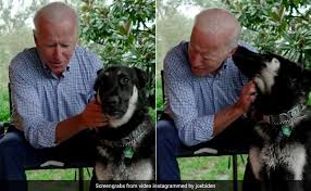 Biden's affection for champ has occasionally delved into competitive territory: Biden S Dog Major To Leave White House Again For Additional Training