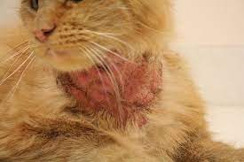 Flea cat skin problems pictures. 8 Best Flea Allergic Dermatitis Ideas Allergic Dermatitis Fleas Dermatitis