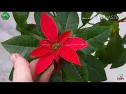 How To Care And Guide Of Poinsettia Plant Gardening And Caring Tips Of Christmas Plant In Hindi Youtube