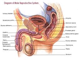Striped down to its muscles. What Are The Three Glands In The Human Male Reproductive System That Add Secretions To The Seminal Fluid Socratic