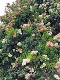 Image result for Galpinia