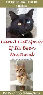 cat smell removal spray from carpet