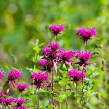 When i mentioned to him that indeed deer eat pumpkins, he was shocked as his pumpkins ended up rotting in the garden. 5 Best Herbs For Deer Resistance