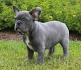 Blue Brindle - BlueHaven French Bulldogs