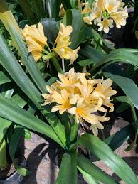 Image result for clivia