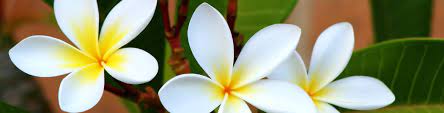 Check spelling or type a new query. Summer Flowering Plants Flower Power