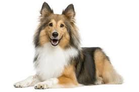 Black And White Sheltie Stuffed Animal Relax Your Dog Is Now Protected Dog Food Recall Shetland Sheepdog Dog Food Advisor