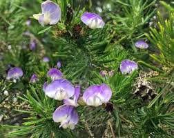 Image result for Nidorella pinnata