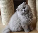 Scottish Fold British kittens for sale.