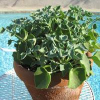 Image result for Senecio oxyriifolius