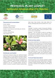 Image result for Zanthoxylum holtzianum