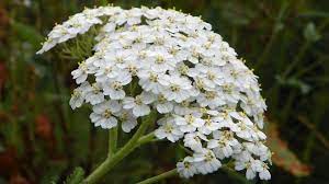 The Companion Herb Yarrow Magical Properties And Uses Magical Herbs