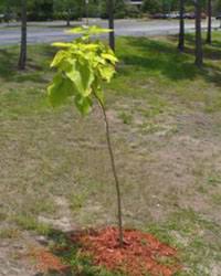 Image result for Catalpa bignonioides