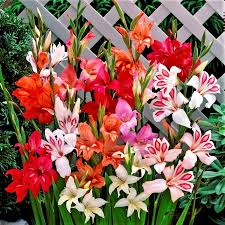 Image result for Gladiolus magnificus