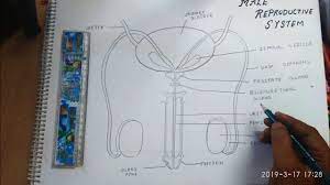 Male anatomy diagram human body organs download clip art on rhclipartlibrarycom male. How To Draw Male Reproductive System Easily By Using Scale Youtube