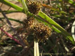 Image result for Cyperus difformis