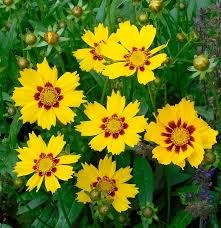 Now the nights are becoming cooler and the days a little shorter each and every day. Long Lasting Flowers For Your Garden Home Mum
