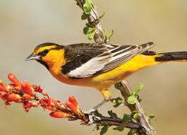 Bullock's oriole juvenile baltimore oriole. Attracting Orioles All Seasons Wild Bird Store