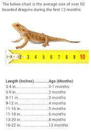 Bearded Dragon Growth Chart Bearded Dragon Growth Chartyou Can Find Bearded Dragon And More Bearded Dragon Diy Bearded Dragon Enclosure Bearded Dragon Diy