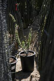 The leaves then quickly wither after the soil dries out. 10 Things To Know About Ocotillos Home Life Health Tucson Com