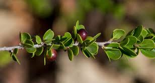 Image result for Celastraceae