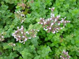 Image result for Ocimum minutiflorum