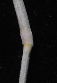 Image result for Panicum gilvum