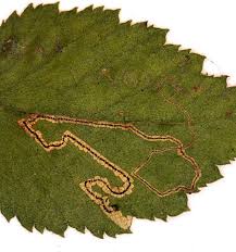 Image result for Stigmella confusella