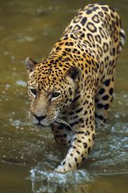 Jaguar Habitat Diet Facts Britannica