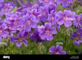 Image result for Geranium aculeolatum