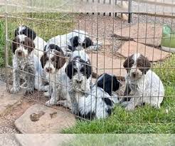 Why buy a wirehaired pointing griffon puppy for sale if you can adopt and save a life? View Ad Poodle Standard Wirehaired Pointing Griffon Mix Litter Of Puppies For Sale Near Pennsylvania Mohnton Usa Adn 260851