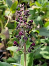 Image result for Polystachya hastata