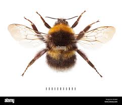 Image result for Bombus hortorum
